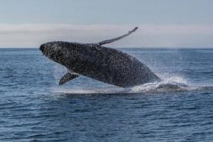 whale breaching