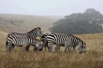 ZEBRAS