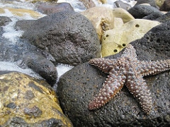star fish in tide pool
