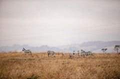 zebras at Hearst Ranch