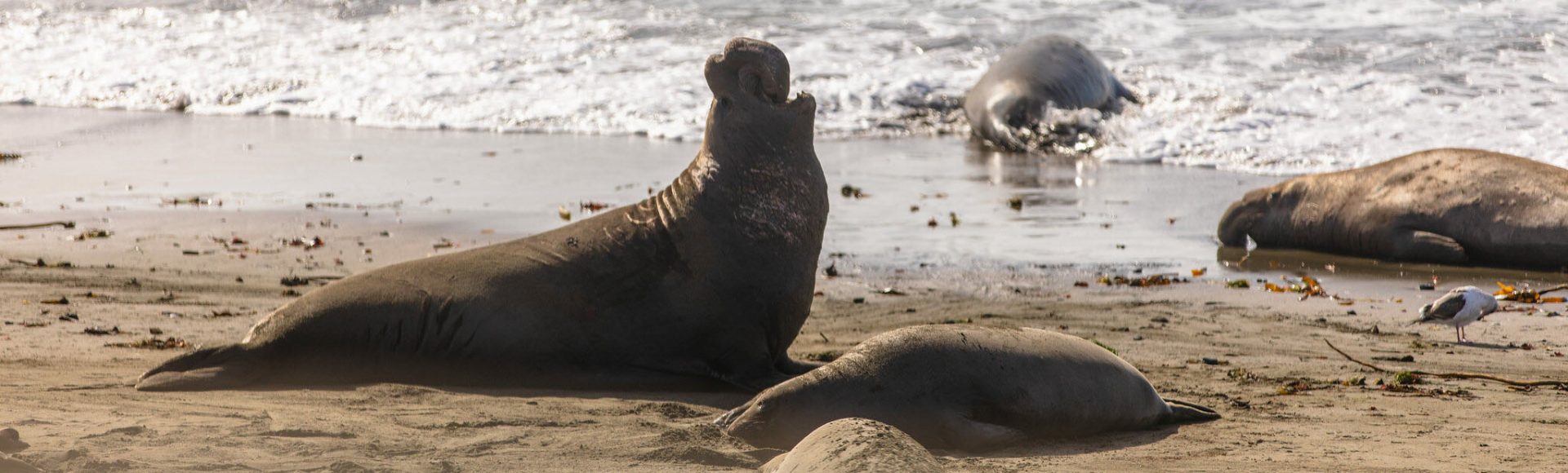 elephant seals on beach