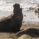 elephant seals on beach